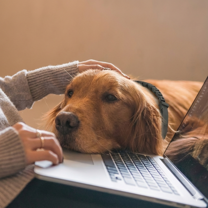 קולר מרגיע לכלבים.