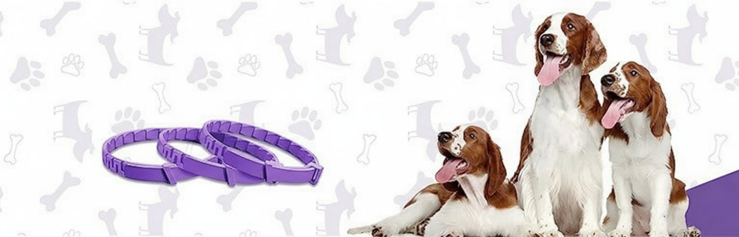 🐾 הקולר שעוזר לחיות בישראל לחזור לשקט שלהן