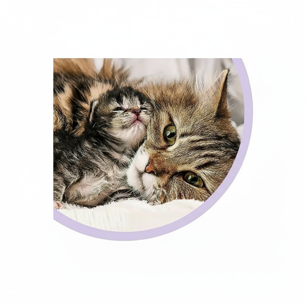 🐾 הקולר שעוזר לחיות בישראל לחזור לשקט שלהן